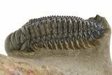 Spiny Dicranurus Trilobite With Crotalocephalina #312742-7